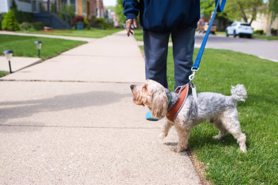 Walking the Dog